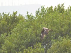 札幌　茨戸川緑地にて　２