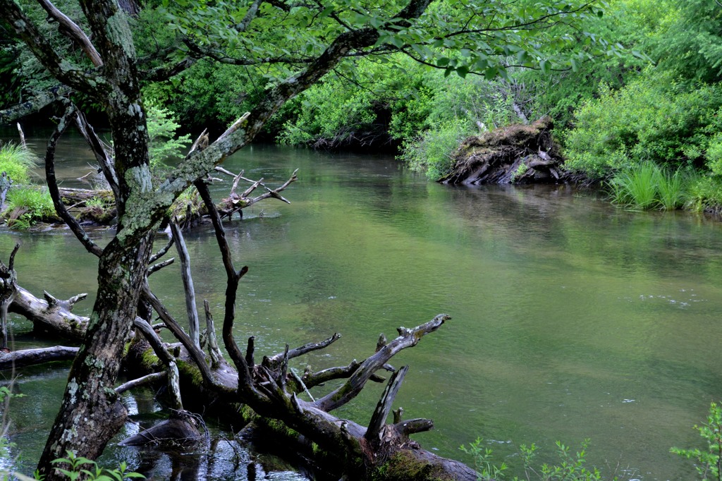 栃木県　戦場ヶ原にて２