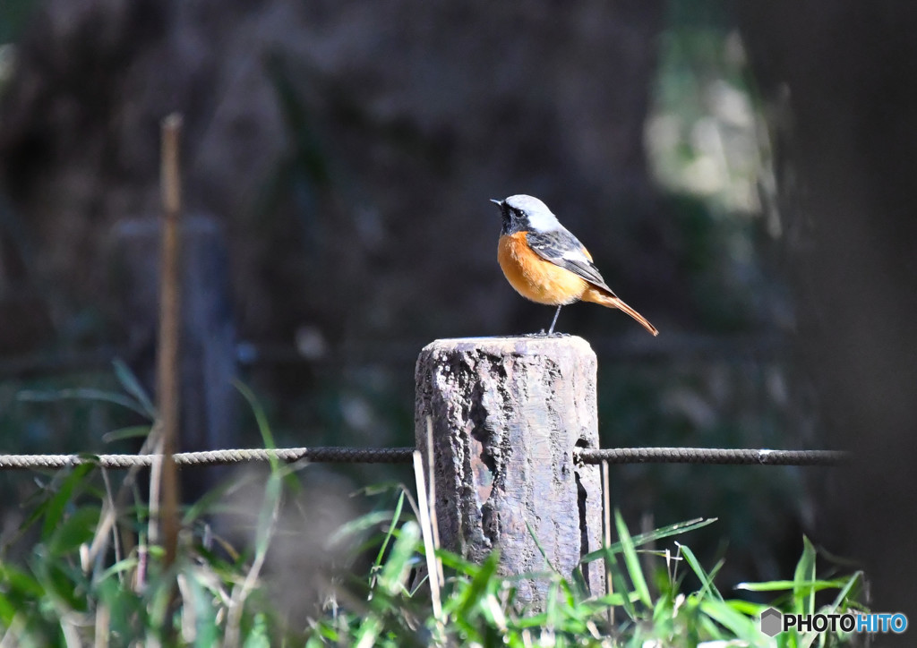 ＊TC-14EII　ジョウビタキ＜芦花公園＞６