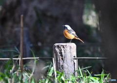 ＊TC-14EII　ジョウビタキ＜芦花公園＞６