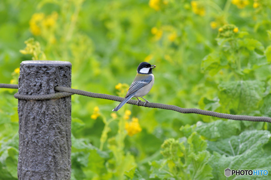 シジュウカラくん１