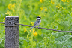 シジュウカラくん１