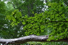 札幌　円山公園　散策２