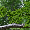 札幌　円山公園　散策２