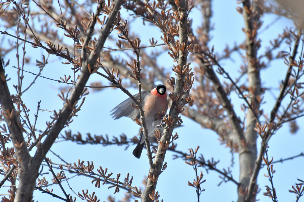 ウソっち５＜札幌　円山公園＞