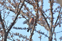 ウソっち５＜札幌　円山公園＞