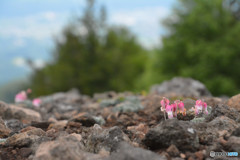 コマ草１（池の平湿原）