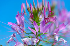 那須フラワーガーデンにて