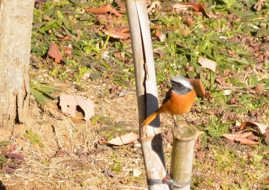 ジョウビタキ♂１＜涸沼自然公園にて＞