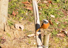 ジョウビタキ♂１＜涸沼自然公園にて＞