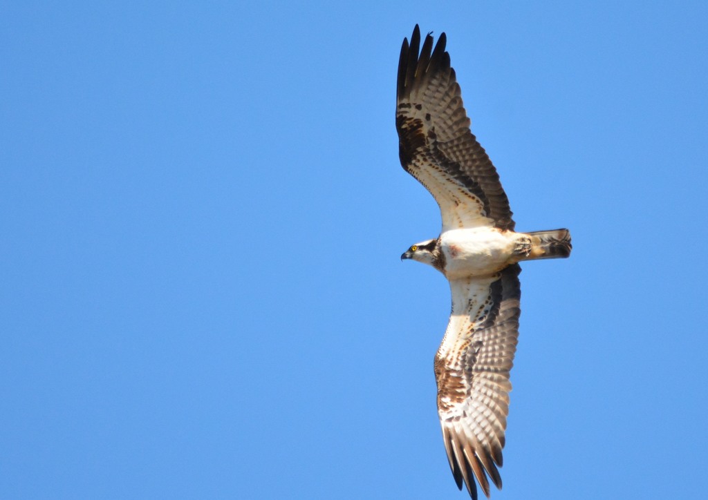 ミサゴ＜涸沼自然公園にて＞１