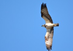 ミサゴ＜涸沼自然公園にて＞１