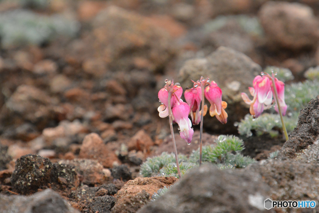 コマ草４（池の平湿原）