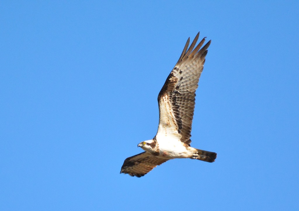 ミサゴ＜涸沼自然公園にて＞２