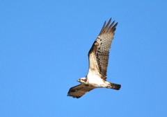 ミサゴ＜涸沼自然公園にて＞２