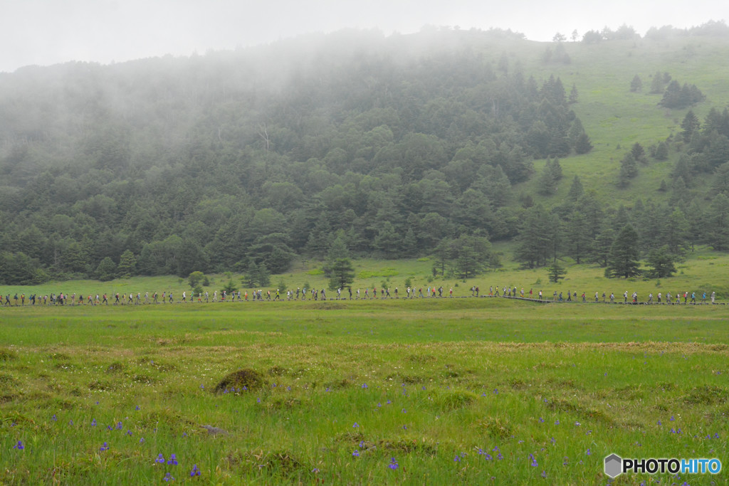 蟻の大群行列！！！