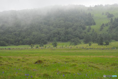 蟻の大群行列！！！