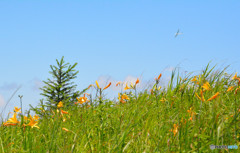 さりげなくコラボ！