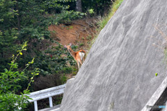 んっ？＜柳沢峠　山梨にて＞１