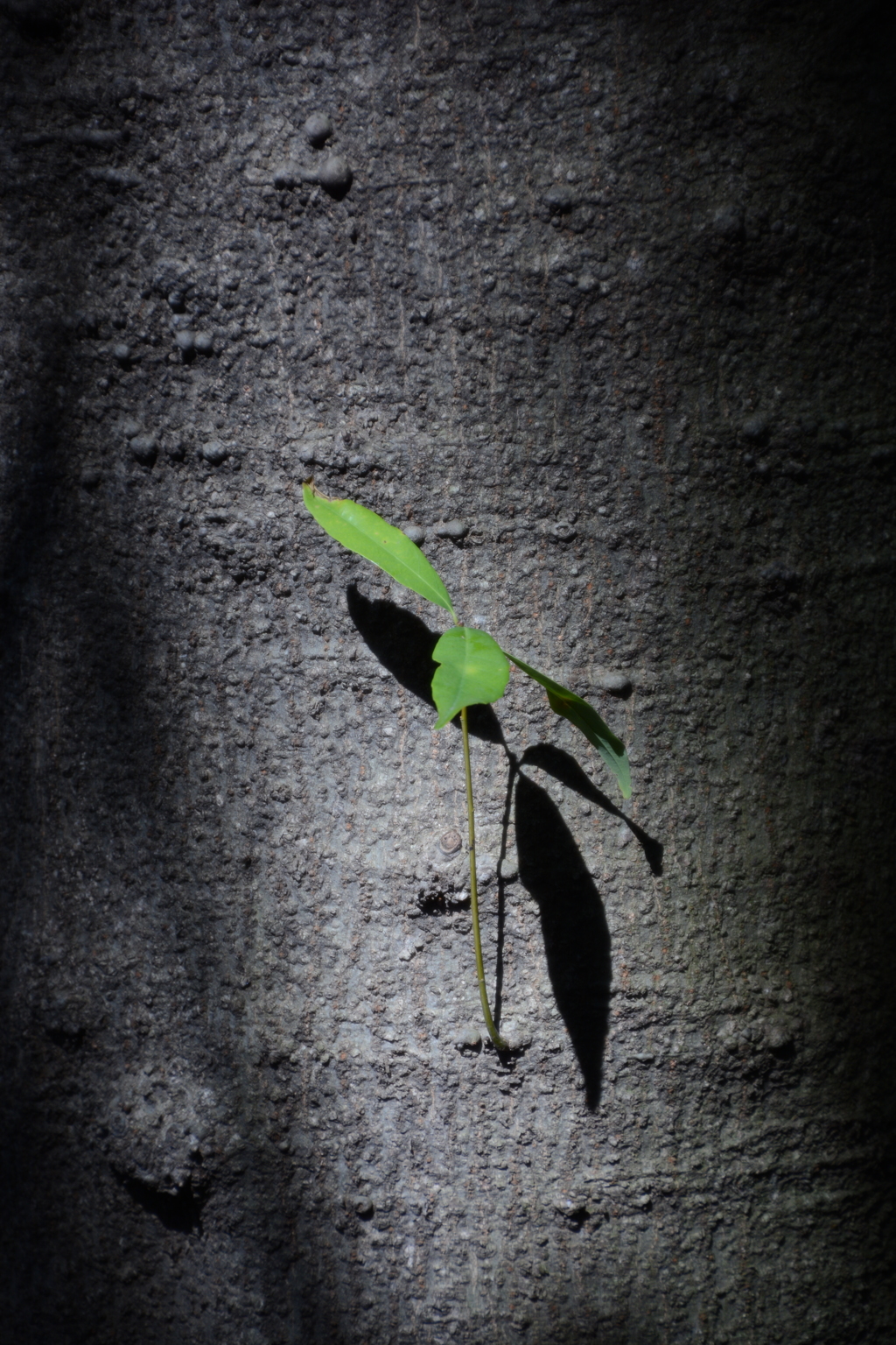 １本でも頑張ってます
