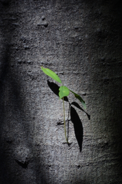 １本でも頑張ってます