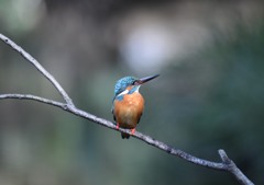 カワセミ　お澄まし顔