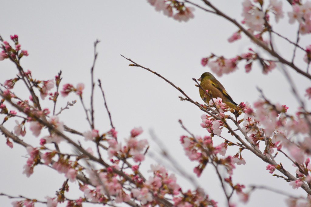 花見中＜カワラヒワ＞