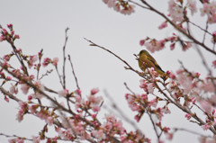 花見中＜カワラヒワ＞