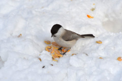 ハシブトガラ６＜札幌　円山公園＞