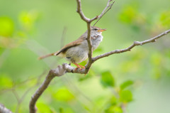 ウグイスさん＜上高地にて＞
