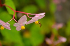 よっておいで（シュウカイドウ）