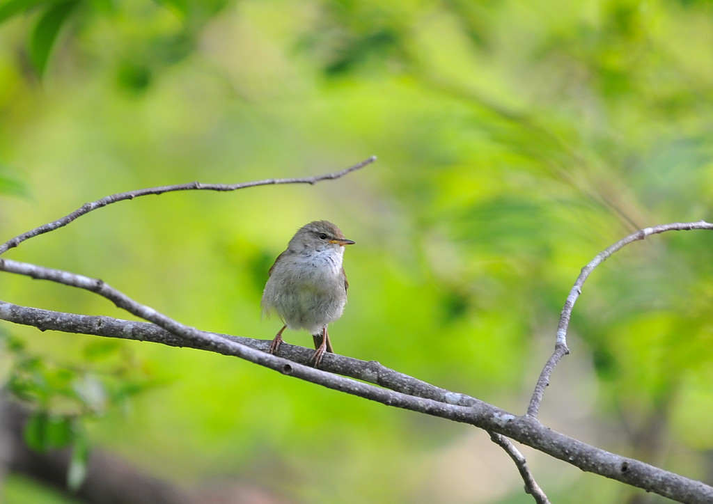 ウグイスさん＜上高地にて＞