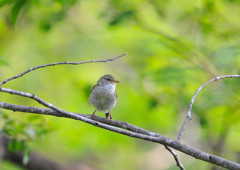 ウグイスさん＜上高地にて＞