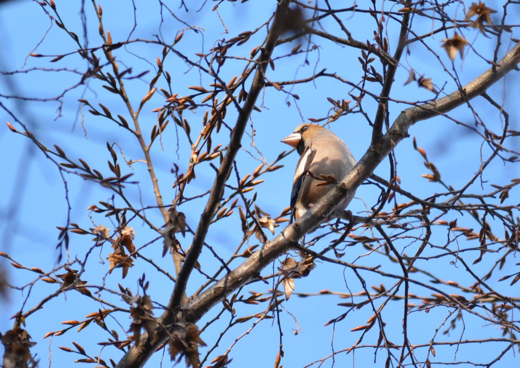 シメさん（栃木　みかも山公園にて）３