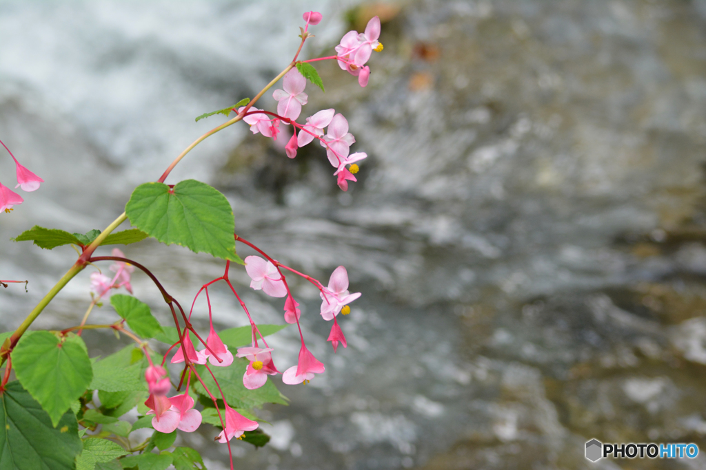 鮮やかに、、、秋海棠