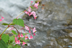 鮮やかに、、、秋海棠