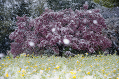 桜もビビる、、、