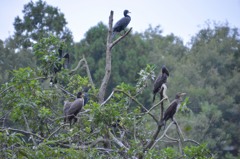 カワウ　真岡市　井頭公園