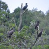 カワウ　真岡市　井頭公園