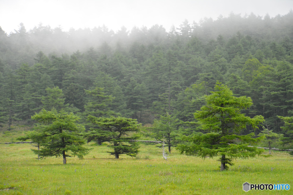 長野県　池の平湿原　４