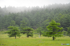 長野県　池の平湿原　４
