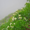 しっとり高山植物３