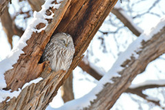 エゾフクロウ２＜札幌　円山公園＞