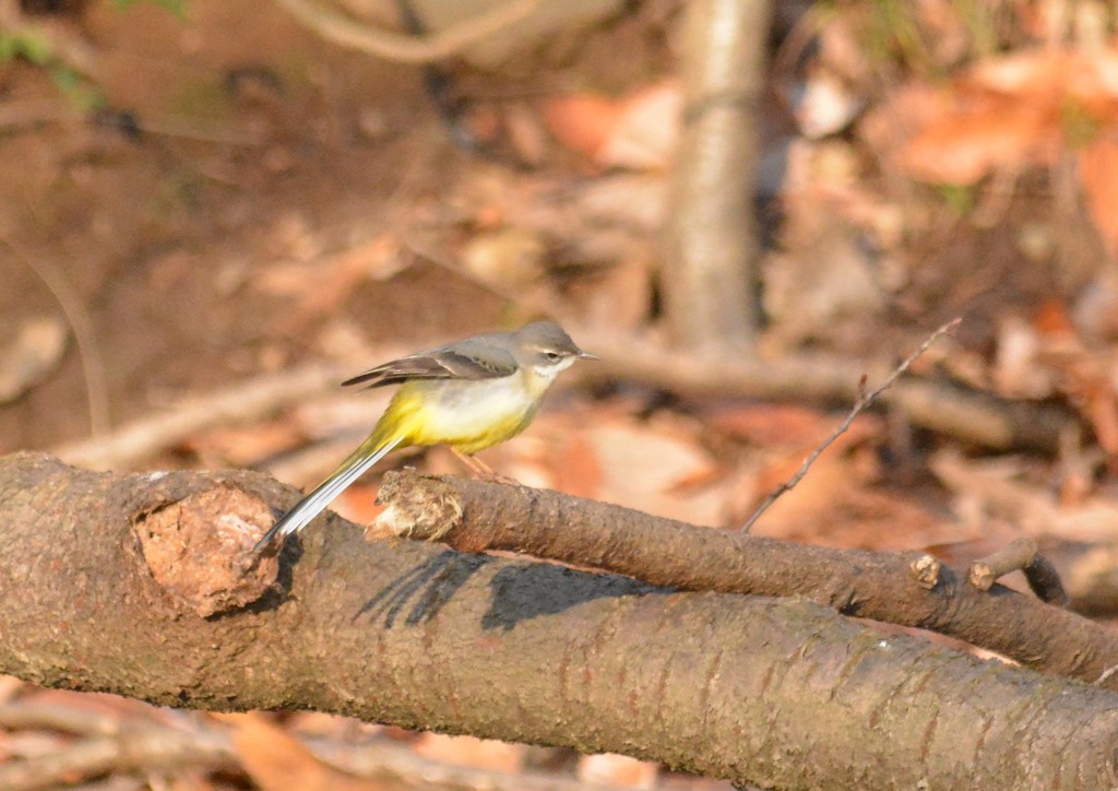 キセキレイ様（栃木　みかも山公園にて）１