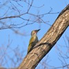 アオゲラ殿（栃木　みかも山公園にて）１