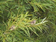 札幌　茨戸川緑地にて　７