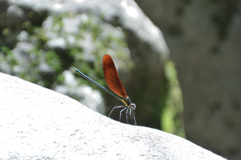 ミヤマカワトンボ１（日光　鬼怒川にて）