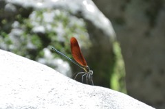 ミヤマカワトンボ１（日光　鬼怒川にて）