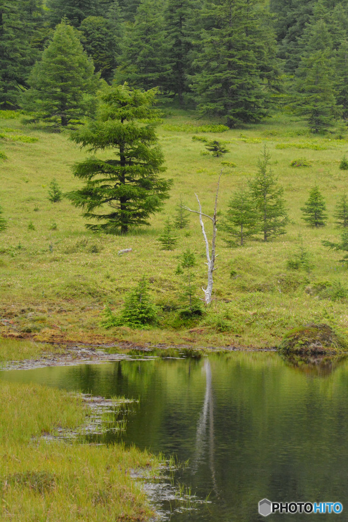 長野県　池の平湿原　鏡池にて１