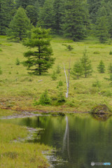 長野県　池の平湿原　鏡池にて１